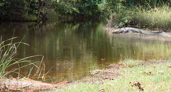 They’re still here: A young saltwater croc snapped yesterday at Roche Caïman